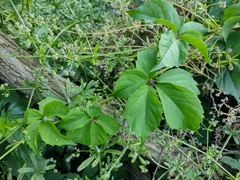 Parthenocissus quinquefolia