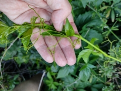 Parthenocissus quinquefolia