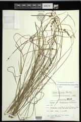 Carex echinodes