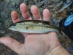 Micropterus henshalli