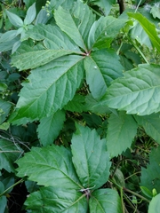 Parthenocissus quinquefolia