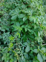 Parthenocissus quinquefolia