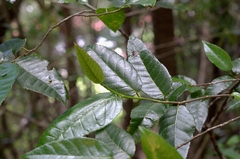 Streblus pendulinus