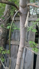 Acer negundo