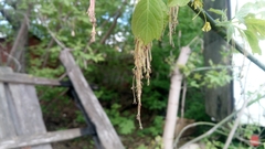Acer negundo
