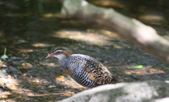 Gallirallus philippensis mellori