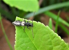 Molorchus bimaculatus