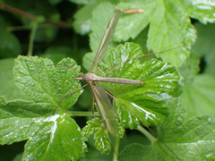Tipula