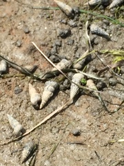 Cerithideopsis californica