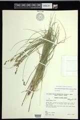Carex echinodes
