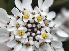 Iberis procumbens