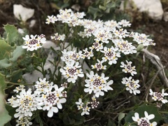 Iberis procumbens