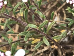 Iberis procumbens