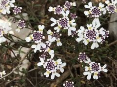 Iberis procumbens