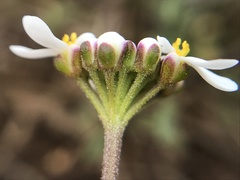 Iberis procumbens