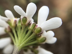 Iberis procumbens