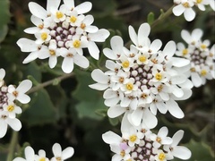 Iberis procumbens