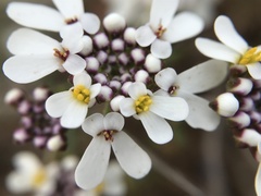 Iberis procumbens