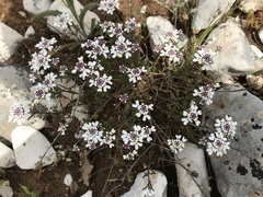 Iberis procumbens