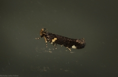 Macrobathra alternatella