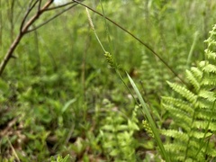 Carex conoidea