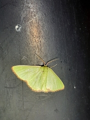 Eucrostes indigenata