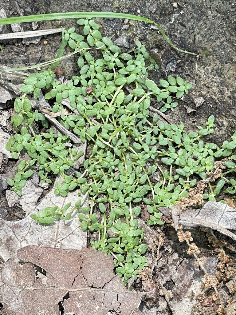 Terrestrial Water-starwort