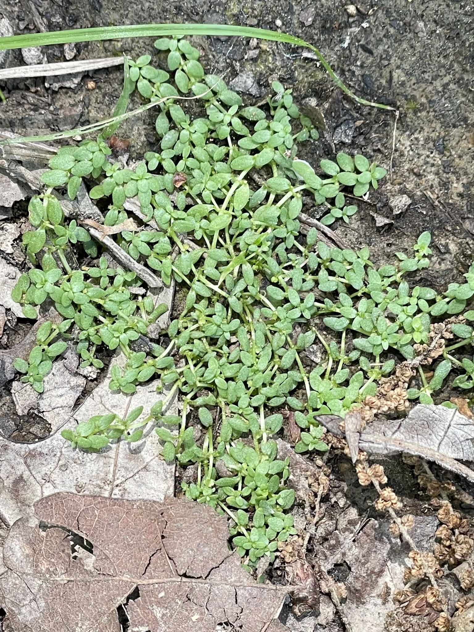 Callitriche terrestris