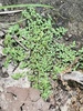 Terrestrial Water-Starwort - Photo (c) Mary Ann Yaich, some rights reserved (CC BY-NC), uploaded by Mary Ann Yaich