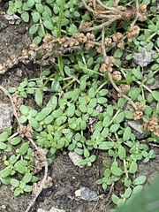 Callitriche terrestris