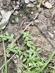 Callitriche terrestris