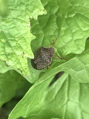 Holcostethus abbreviatus