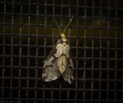 Philenora chionastis