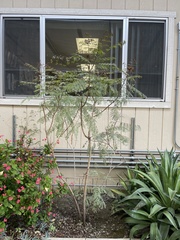 Erythrostemon gilliesii