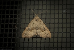 Trigonistis asthenopa