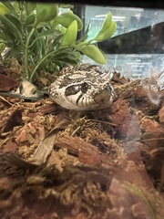 Heterodon