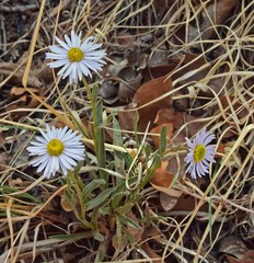 Erigeron vetensis