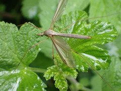 Tipula