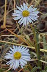 Erigeron vetensis