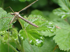 Tipula
