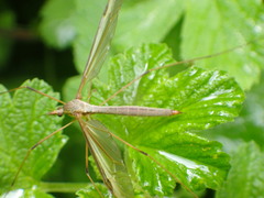 Tipula
