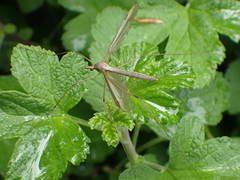 Tipula