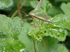 Tipula