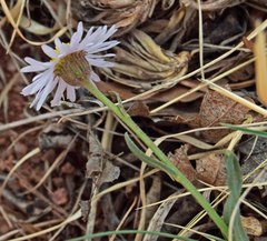 Erigeron vetensis