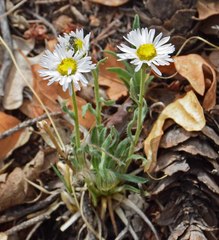 Erigeron vetensis