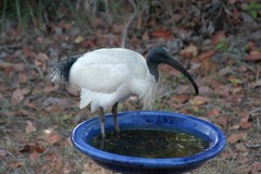 Threskiornis molucca molucca