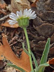 Erigeron vetensis