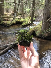 Fissidens grandifrons