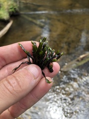 Fissidens grandifrons