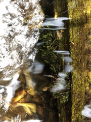 Fissidens grandifrons